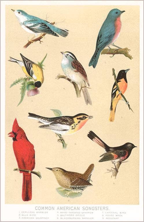 Postcard BD-133 Common American Songbirds