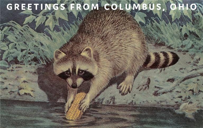 Postcard OH-596 Greetings From Columbus Ohio Raccoon