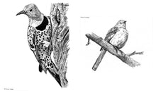 Slow Birding