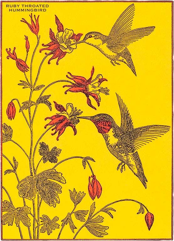 Art Print BD-312 Ruby-Throated Hummingbirds