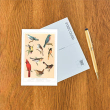 Postcard BD-133 Common American Songbirds
