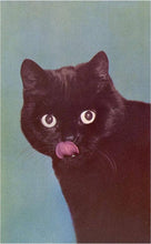 Magnet NP-413 Black Cat Licking Chops