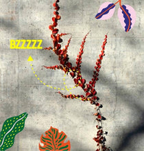 Nature Insolente - EDP 50 ML