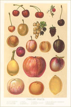 Postcard FR-144 Familiar Fruits