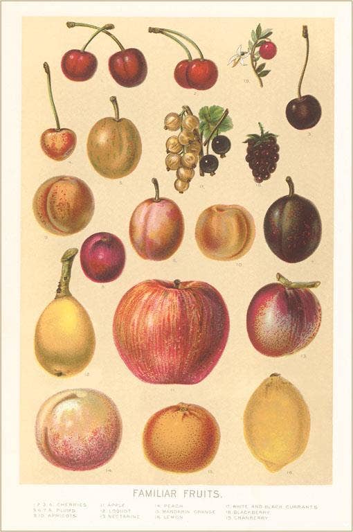 Postcard FR-144 Familiar Fruits