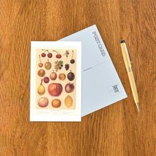Postcard FR-144 Familiar Fruits