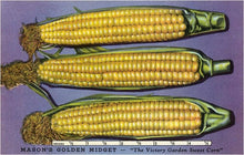 Magnet TF-25 Masons Golden Midget Corn