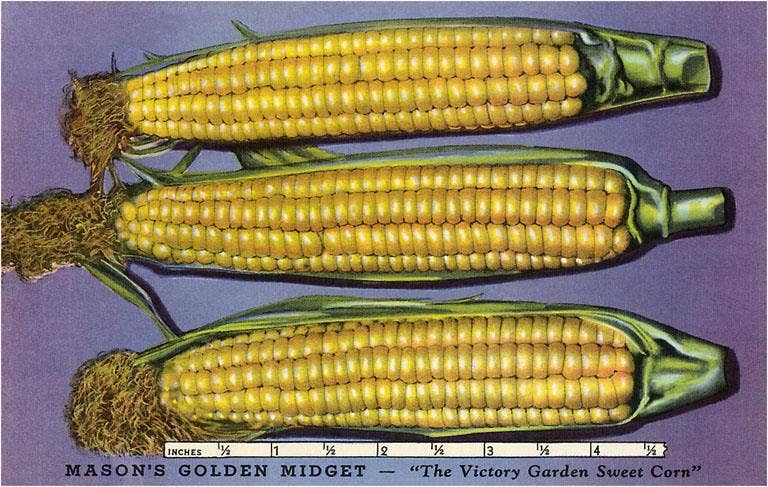 Magnet TF-25 Masons Golden Midget Corn